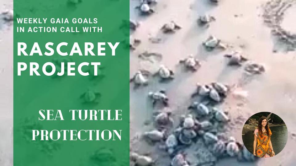 Sea turtle Sanctuary – Brittni